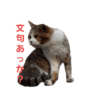 野良猫みー（個別スタンプ：8）
