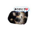 チワワ可愛い（個別スタンプ：3）