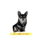 チワワ可愛い（個別スタンプ：8）