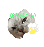 ぽこ赤ちゃん（個別スタンプ：1）