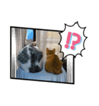 いぬさま・ねこさまのスタンプ（個別スタンプ：2）