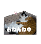 いぬさま・ねこさまのスタンプ（個別スタンプ：3）