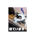 いぬさま・ねこさまのスタンプ（個別スタンプ：4）