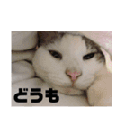 いぬさま・ねこさまのスタンプ（個別スタンプ：5）