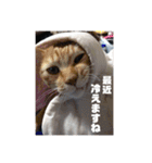 いぬさま・ねこさまのスタンプ（個別スタンプ：6）