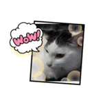 いぬさま・ねこさまのスタンプ（個別スタンプ：7）