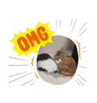 いぬさま・ねこさまのスタンプ（個別スタンプ：8）