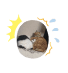 いぬさま・ねこさまのスタンプ（個別スタンプ：9）
