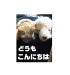 いぬさま・ねこさまのスタンプ（個別スタンプ：12）