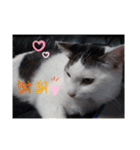 いぬさま・ねこさまのスタンプ（個別スタンプ：13）