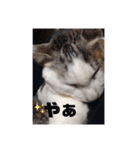 いぬさま・ねこさまのスタンプ（個別スタンプ：14）