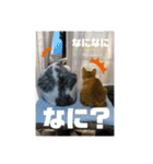 いぬさま・ねこさまのスタンプ（個別スタンプ：15）