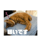 いぬさま・ねこさまのスタンプ（個別スタンプ：16）