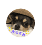 チワワのむった君（個別スタンプ：1）