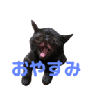 可愛い虎鉄（個別スタンプ：1）