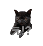 可愛い虎鉄（個別スタンプ：3）