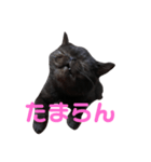 可愛い虎鉄（個別スタンプ：4）