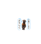 R氏、わりと無口。（個別スタンプ：23）