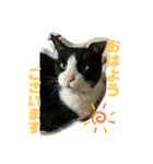 清水家の3ねこ。〜敬語挨拶編〜（個別スタンプ：1）