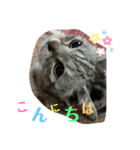 清水家の3ねこ。〜敬語挨拶編〜（個別スタンプ：2）