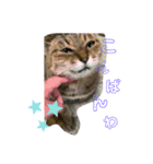清水家の3ねこ。〜敬語挨拶編〜（個別スタンプ：3）