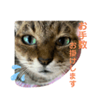 清水家の3ねこ。〜敬語挨拶編〜（個別スタンプ：6）