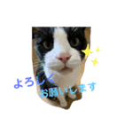 清水家の3ねこ。〜敬語挨拶編〜（個別スタンプ：7）
