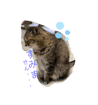 清水家の3ねこ。〜敬語挨拶編〜（個別スタンプ：9）