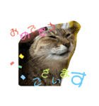 清水家の3ねこ。〜敬語挨拶編〜（個別スタンプ：12）