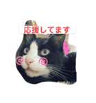清水家の3ねこ。〜敬語挨拶編〜（個別スタンプ：13）