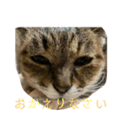 清水家の3ねこ。〜敬語挨拶編〜（個別スタンプ：15）