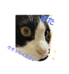 清水家の3ねこ。〜敬語挨拶編〜（個別スタンプ：16）