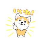 毎日コロ助（個別スタンプ：3）