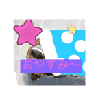 はーちゃんのかめいっぱいスタンプ2（個別スタンプ：2）