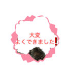 はーちゃんのかめいっぱいスタンプ2（個別スタンプ：5）
