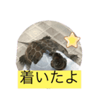 はーちゃんのかめいっぱいスタンプ2（個別スタンプ：21）