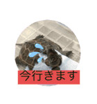 はーちゃんのかめいっぱいスタンプ2（個別スタンプ：23）