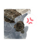 はーちゃんのかめいっぱいスタンプ2（個別スタンプ：24）