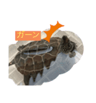 はーちゃんのかめいっぱいスタンプ2（個別スタンプ：26）