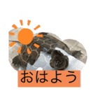 はーちゃんのかめいっぱいスタンプ2（個別スタンプ：29）
