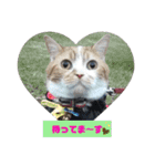 Pスタイル5（個別スタンプ：6）
