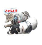 Pスタイル5（個別スタンプ：22）
