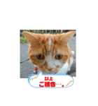 Pスタイル5（個別スタンプ：23）