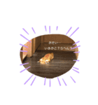 八田家ボスの日常（個別スタンプ：1）