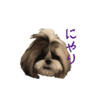 LLH (LOVE LIKE HACHIMITSU) Vol.1（個別スタンプ：13）