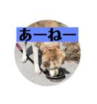 愛犬花7（個別スタンプ：1）