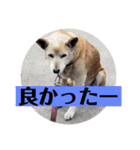 愛犬花7（個別スタンプ：2）