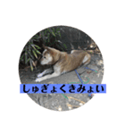 愛犬花7（個別スタンプ：3）
