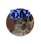 愛犬花7（個別スタンプ：4）
