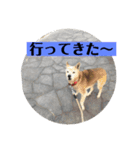 愛犬花7（個別スタンプ：5）